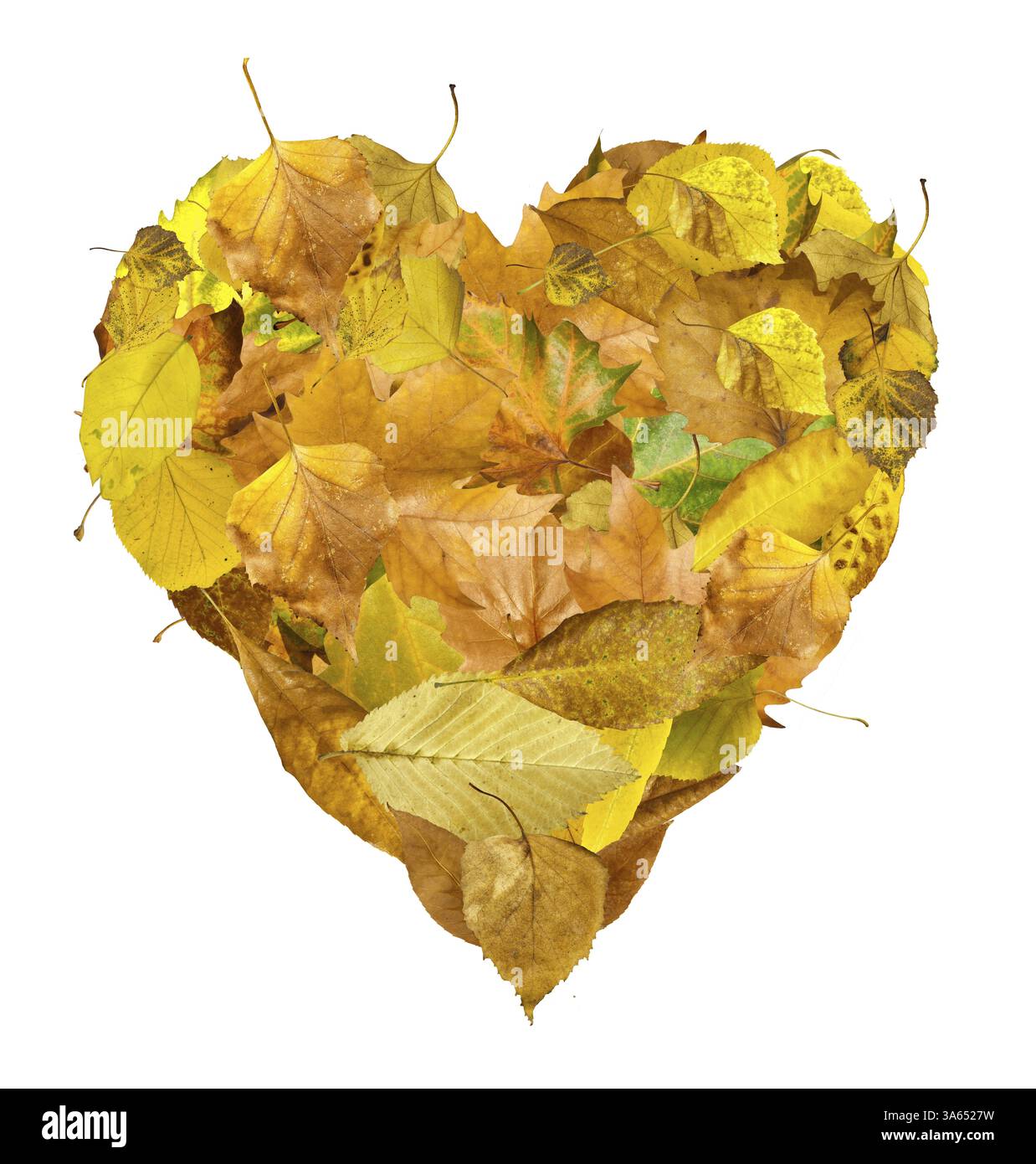 Heart made of autumn leaves. White isolated Stock Photo - Alamy