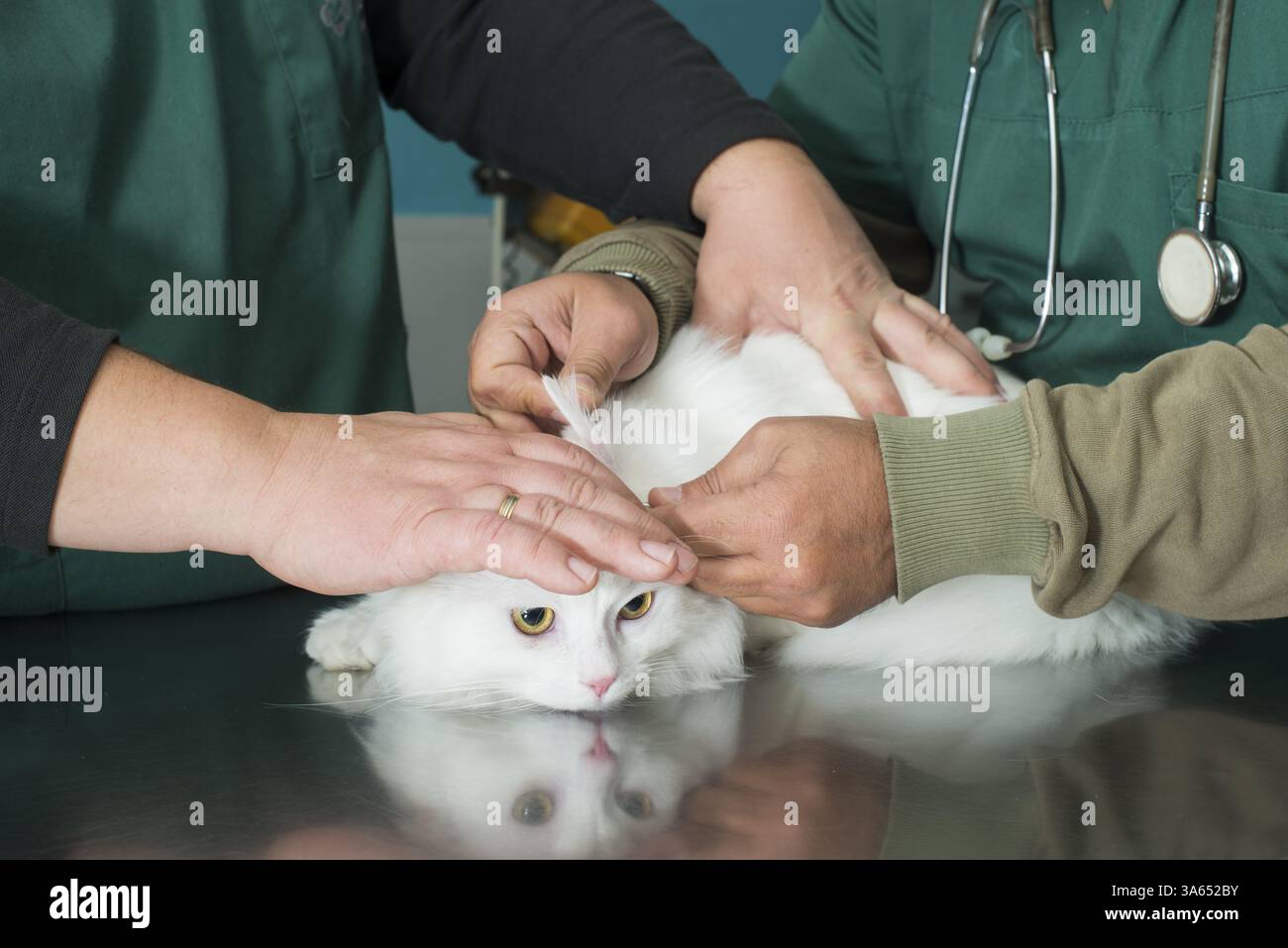 White Cat in a veterinary Stock Photo