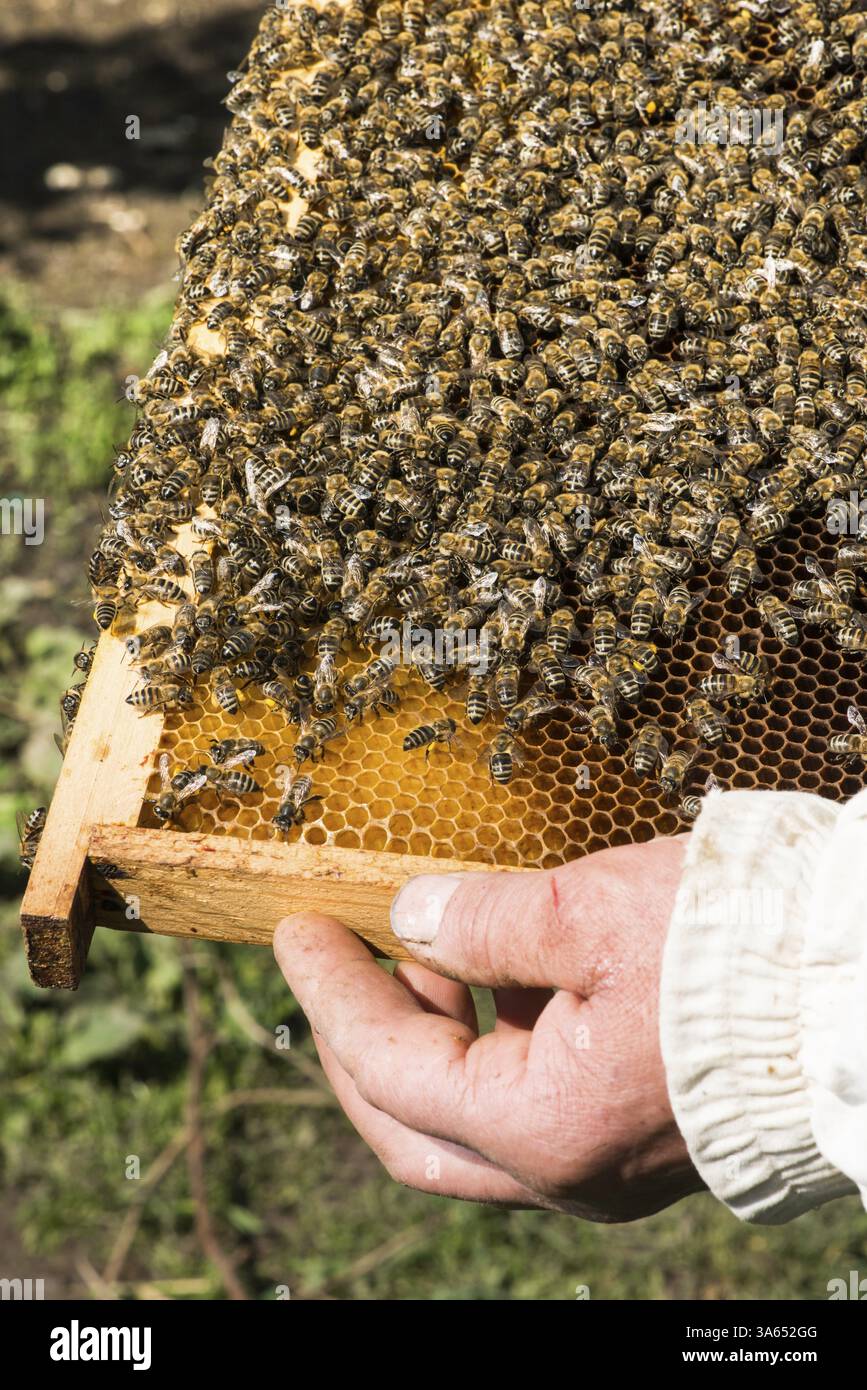 Bees up close hi-res stock photography and images - Alamy