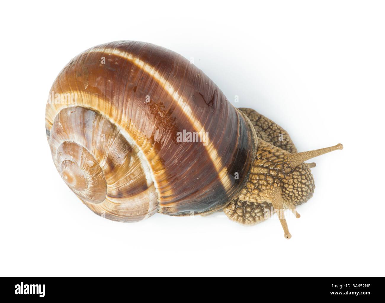 White isolated snail. Studio shot Stock Photo - Alamy
