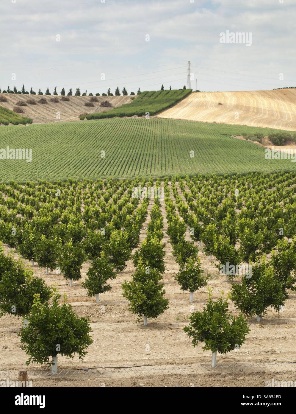 Rows of planted young trees hi-res stock photography and images - Alamy