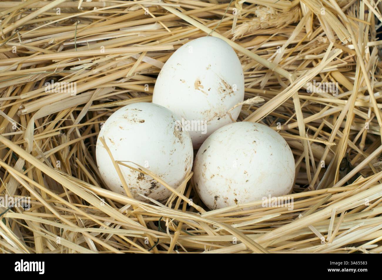 Organic white eggs from domestic farm. Eggs in a straw nest Stock Photo ...