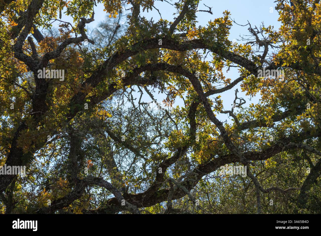 The image shows the branches and leaves of an oak tree in autumn, with ...