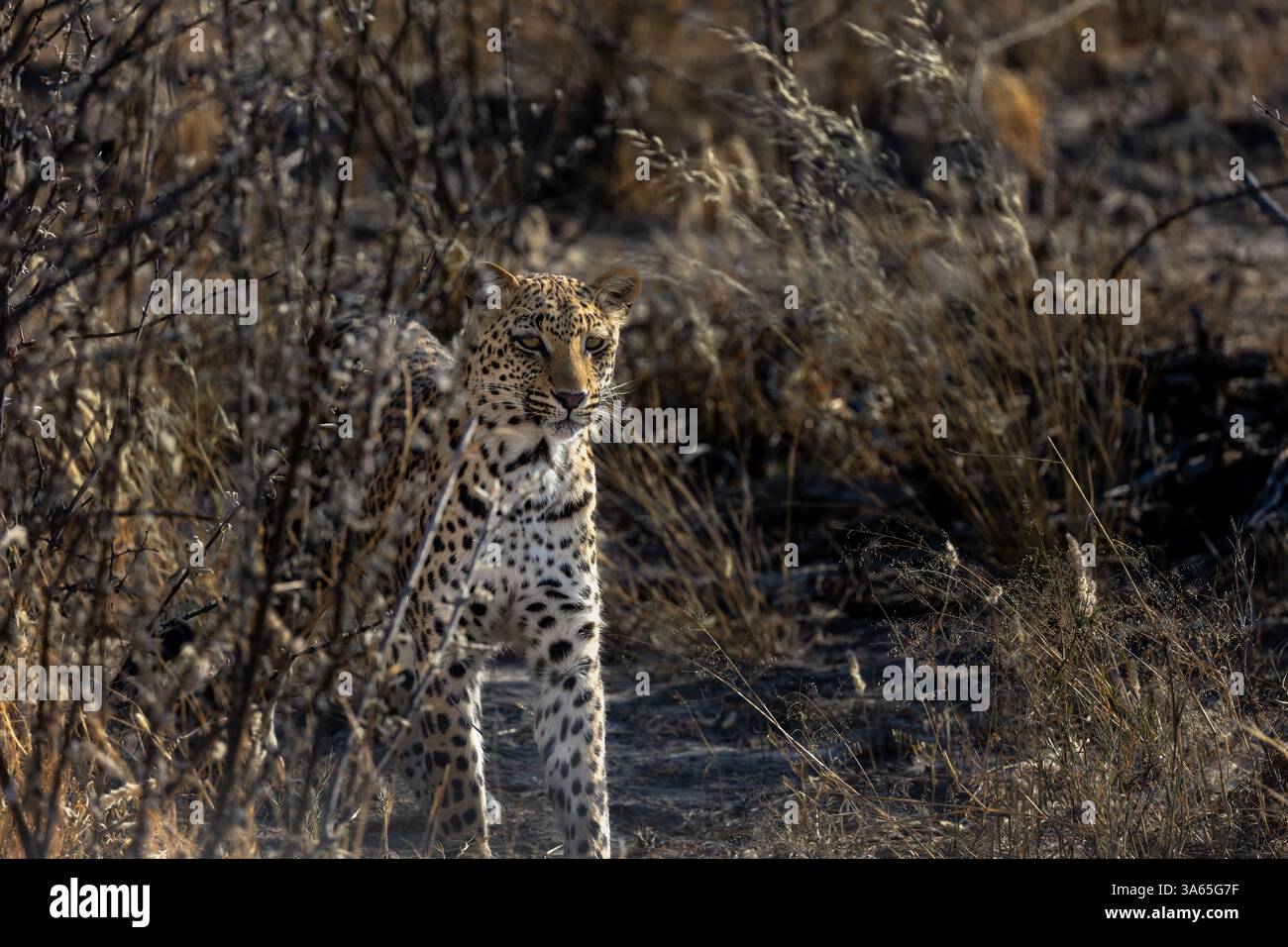 Young leopard stands behind bush watchful and ready to hunt Stock Photo ...