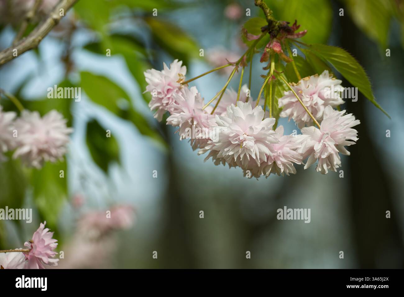 Pink cherry blossoms in full bloom hanging from a tree branch ...