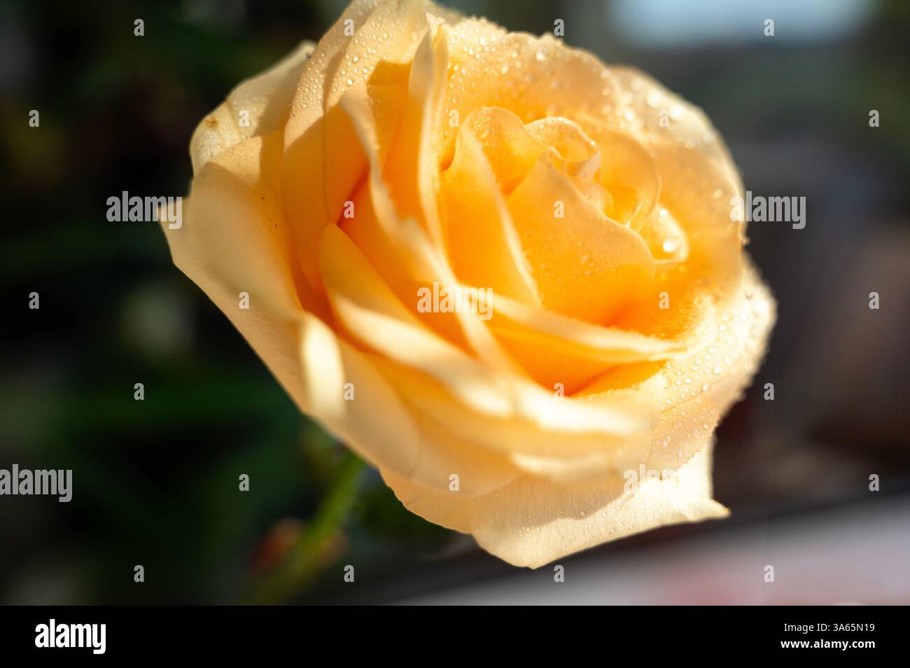 beautiful peach rose with raindrops on dark background illuminated by ...