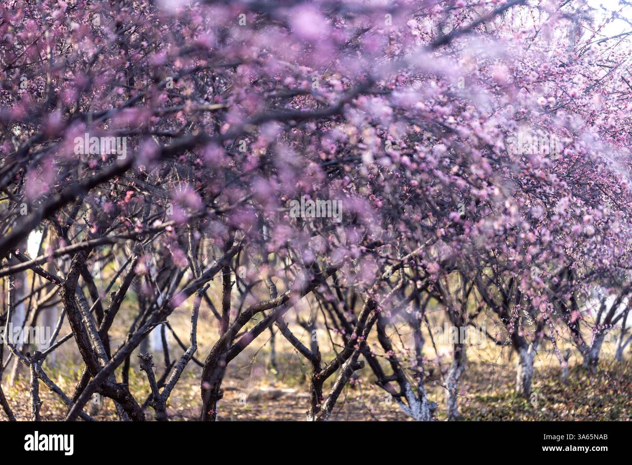 Spring flowers bloom in Jinan City, east China's Shandong Province, 22 ...