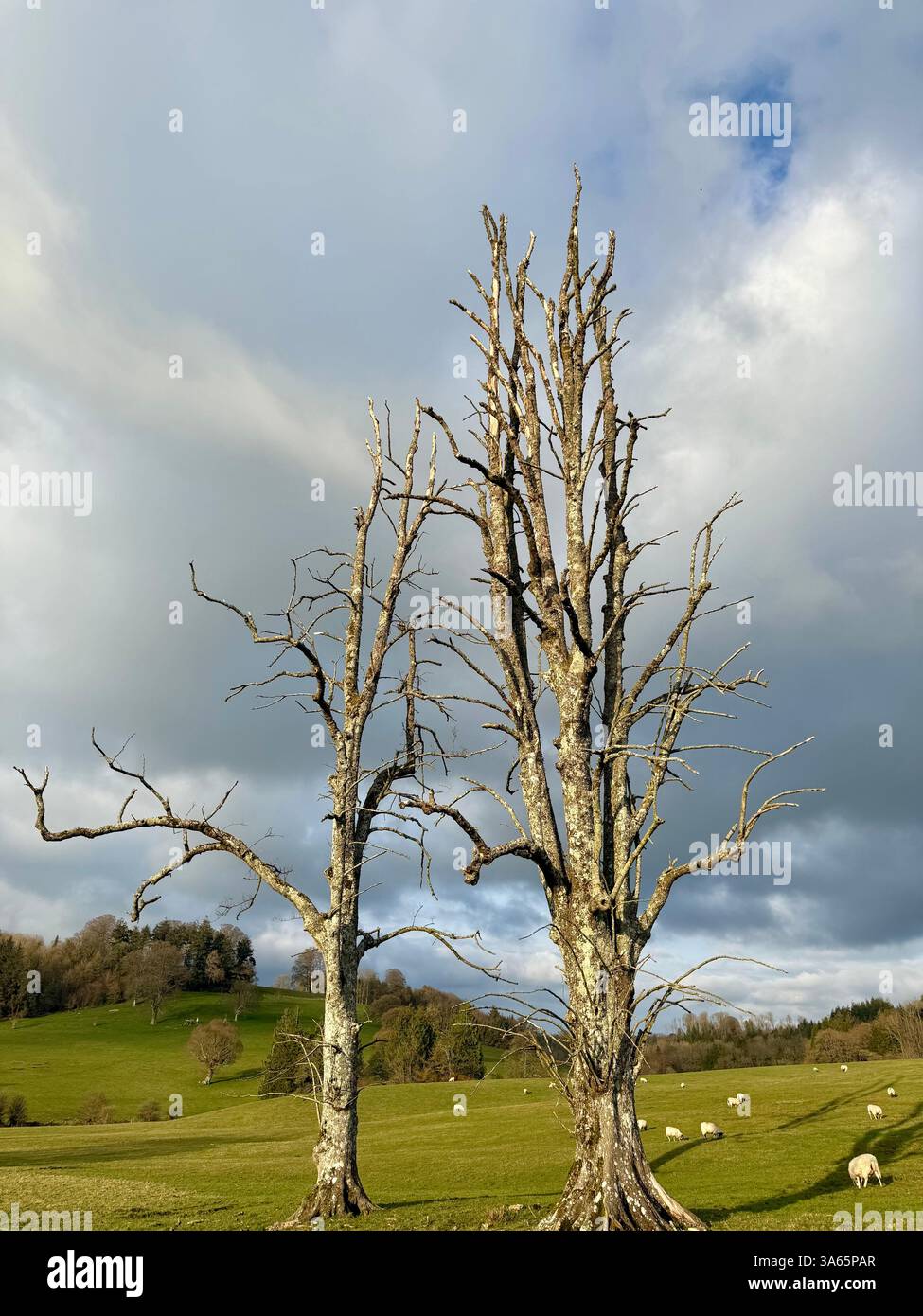 The Cricket St Thomas House, Estate and Hotel, Chard, Somerset - Smartphone Captured Stock Image