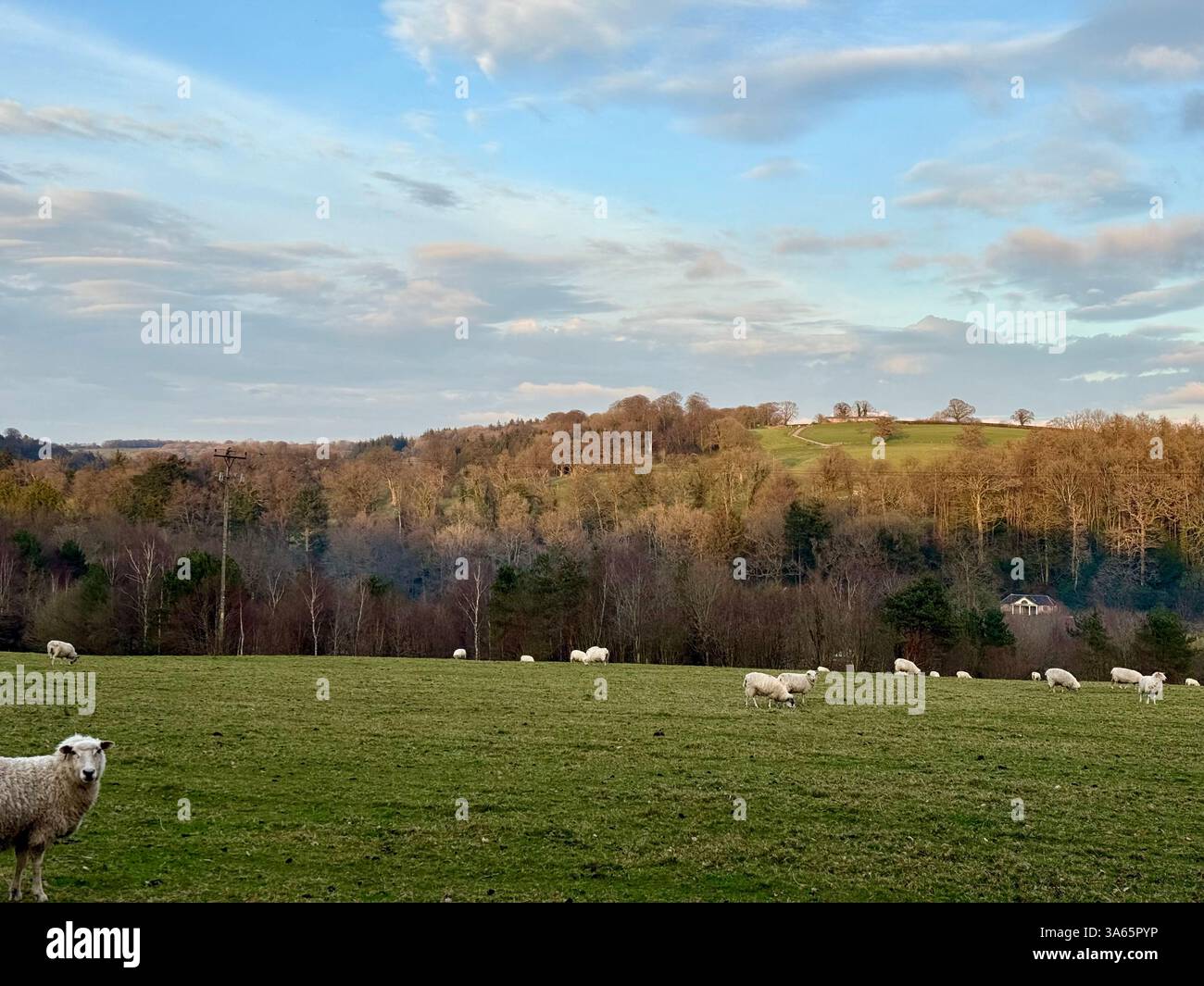 The Cricket St Thomas House, Estate and Hotel, Chard, Somerset - Smartphone Captured Stock Image