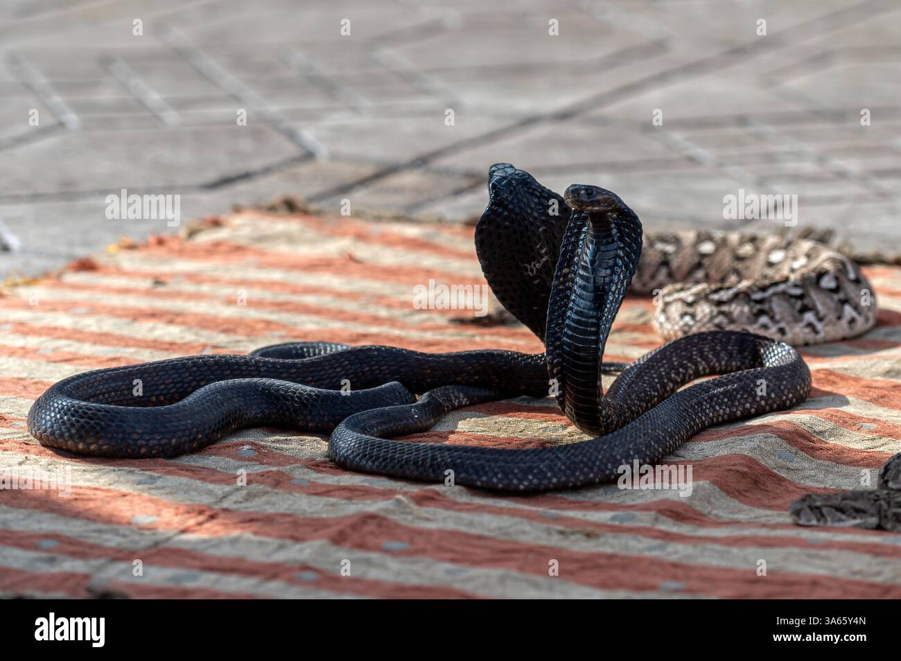 Exotic snakes showcased on a traditional woven mat in a bustling Marrakech marketplace. Stock Photo