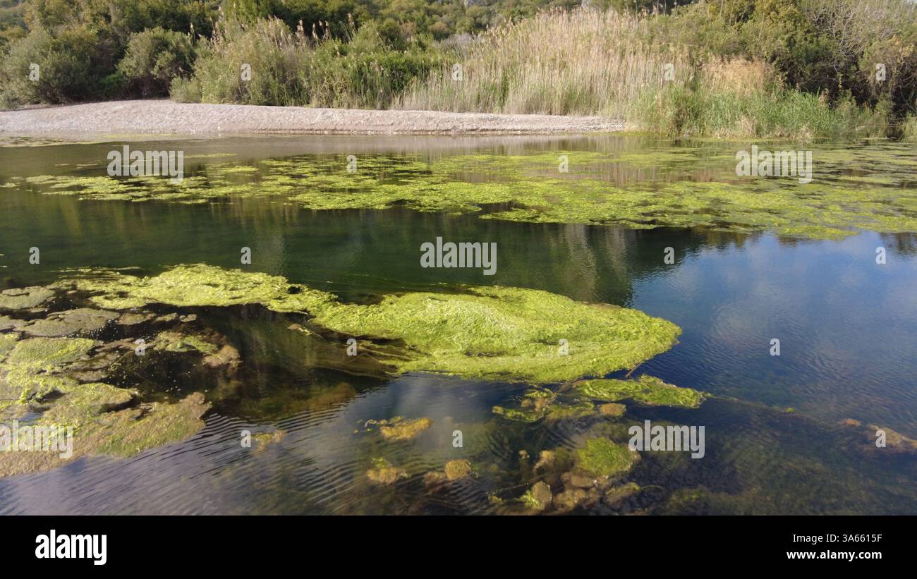 Green colored mosses in hi-res stock photography and images - Alamy