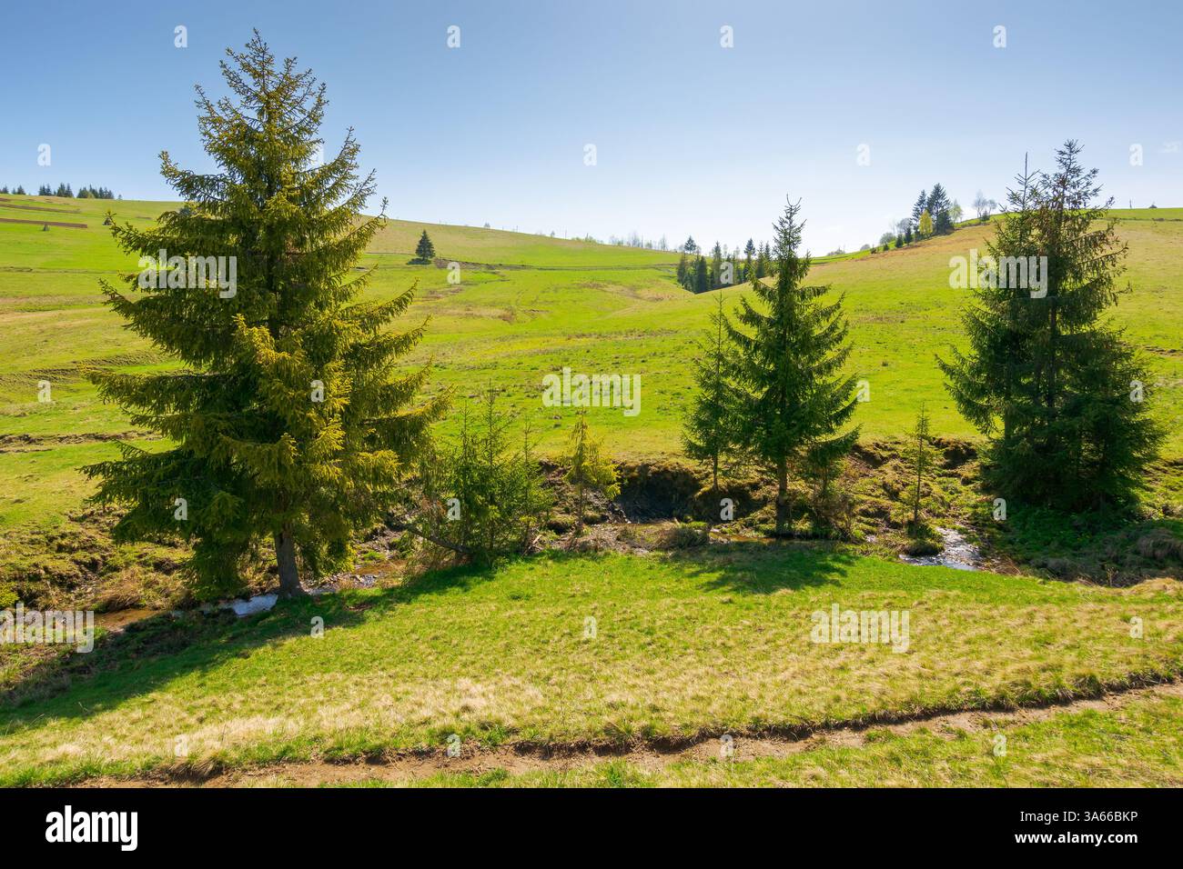 mountainous countryside landscape in spring. path trail through valley. sunny morning with blue sky. green pasture and coniferous forest on the rollin Stock Photo