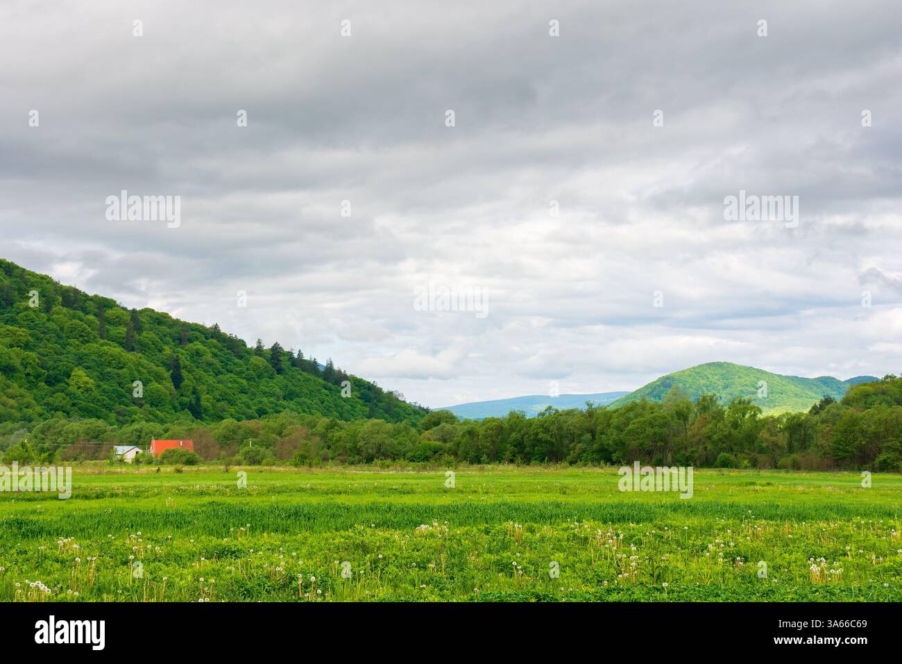 field near the forested hill. green rural landscape of ukraine in spring. beautiful view of grass meadow under cloudy sky in the morning. background f Stock Photo