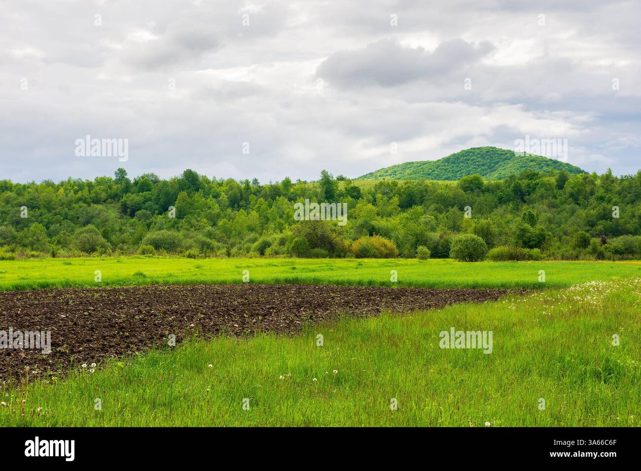 field near the forested hill. green rural landscape of ukraine in spring. beautiful view of arable on  meadow under cloudy sky in the morning. backgro Stock Photo