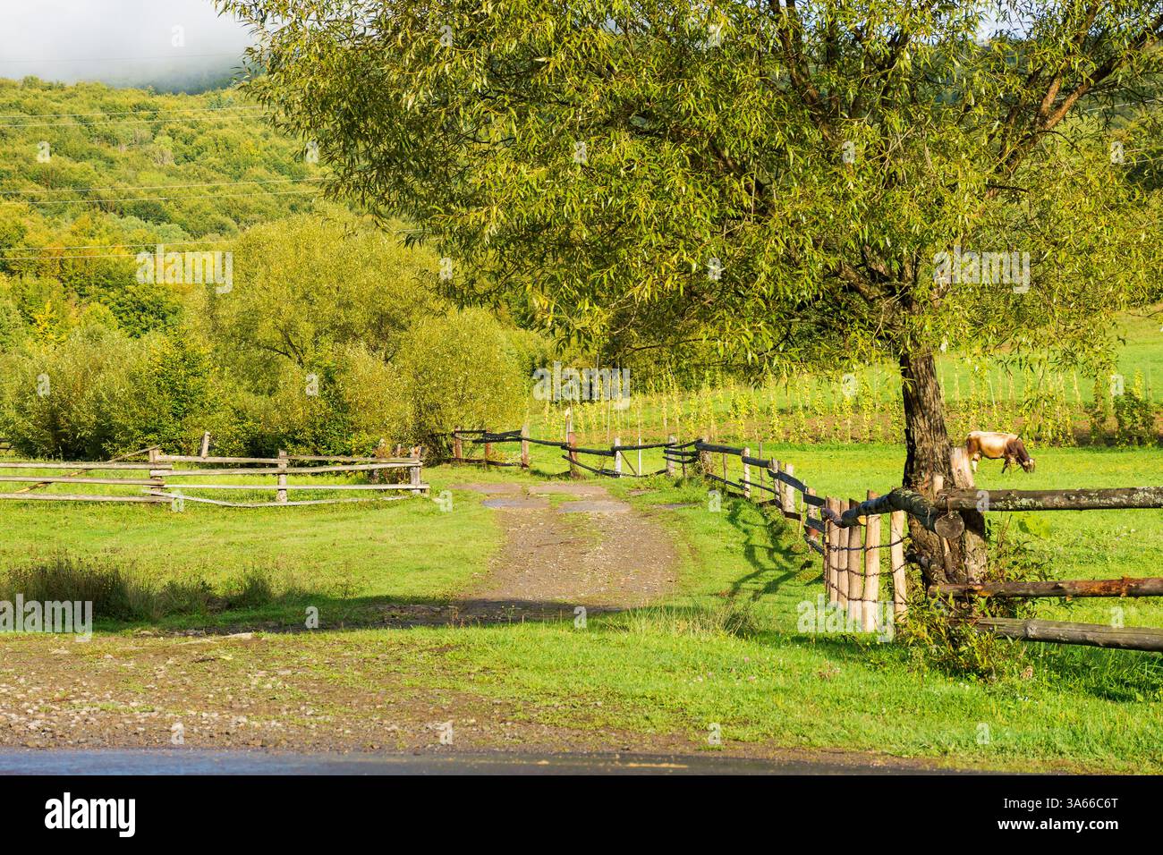 rural landscape with field and forested hill. scenic farmland. country road winding along the wooden fence near meadow. cow grazing near arable. sunny Stock Photo
