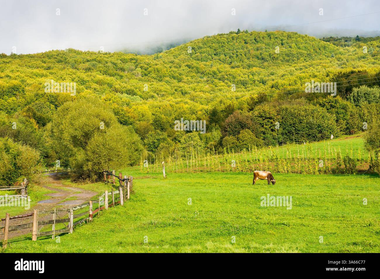 rural landscape with field and forested hill. provincial agriculture. country road winding along the wooden fence near meadow. cow grazing near arable Stock Photo