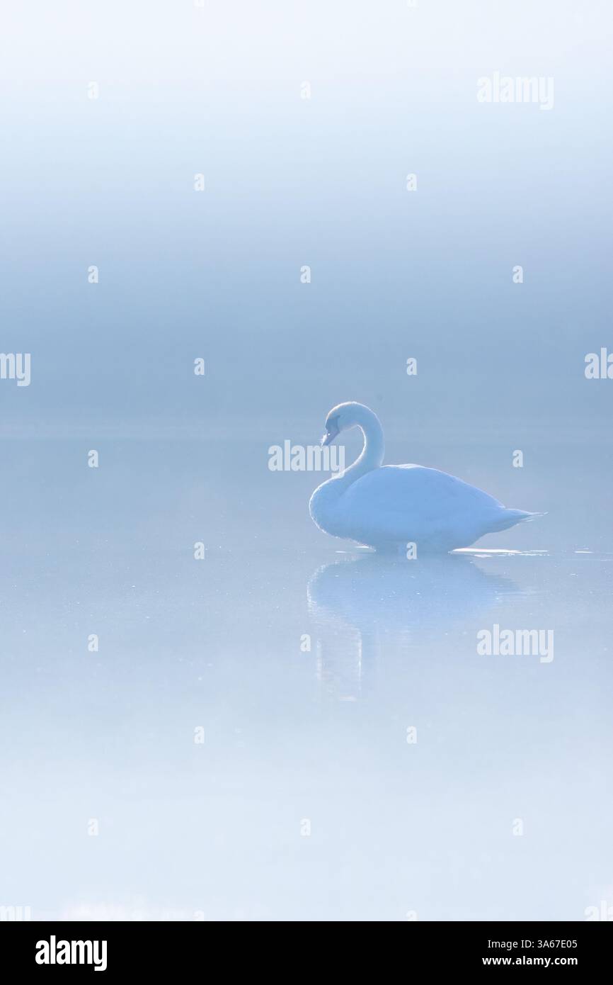 A swan on a lake in a mystical landscape with fog and the first sunshine at sunrise Stock Photo