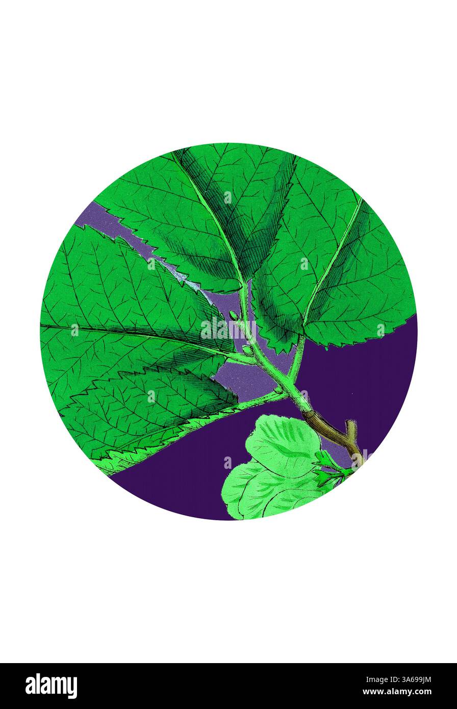 Transformed ulmus montana broad leaved elm hi-res stock photography and ...