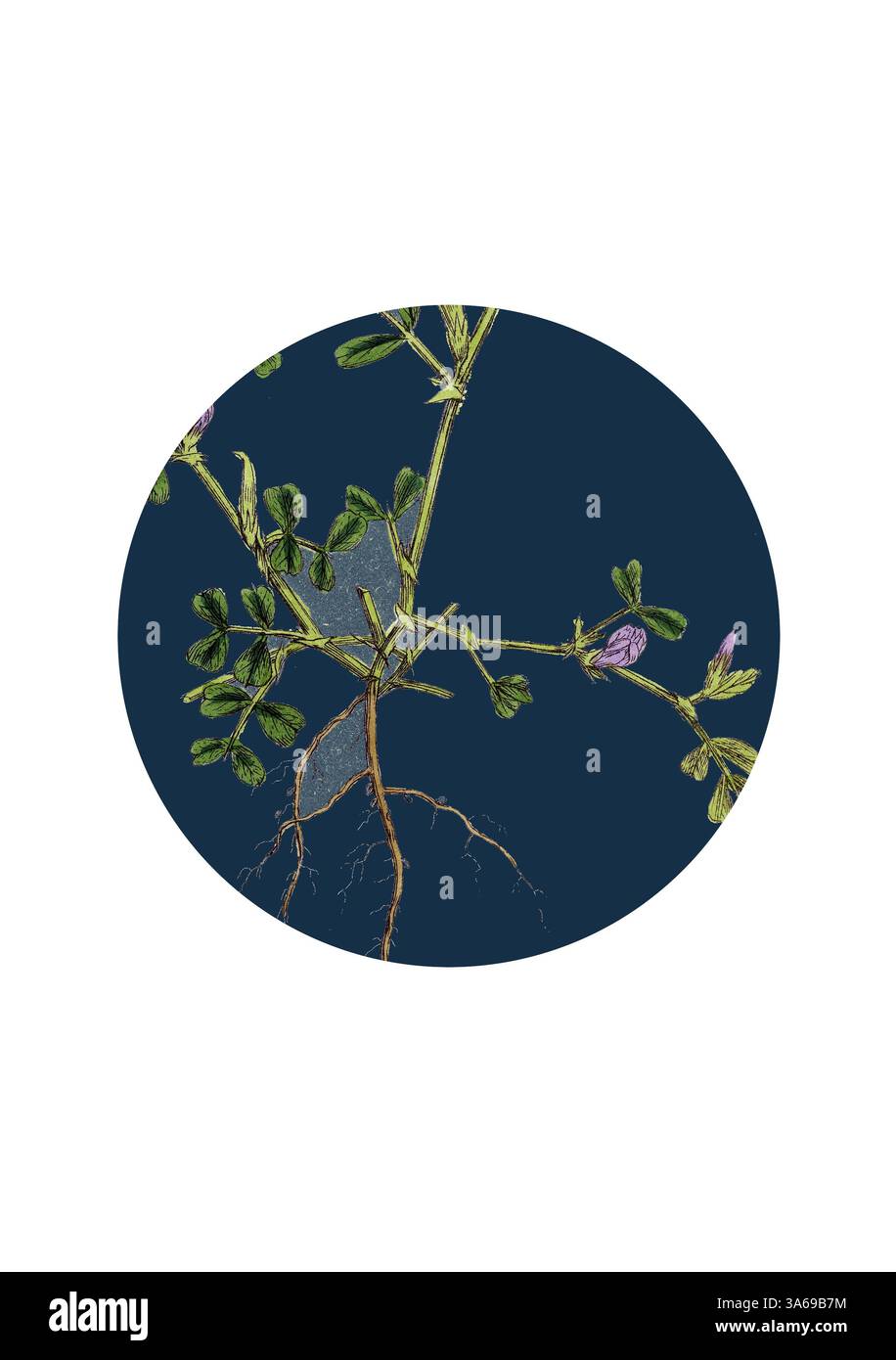 A detailed illustration of a flowering plant, showcasing its green ...