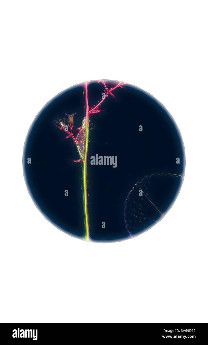 A delicate plant stem and leaf are illuminated against a dark background, showcasing intricate details and vibrant colors that highlight their natural textures and forms. Classic art with a modern twist reimagined by Artotop, Transformed Saxifraga Geum, Kidney-Leaved London-Pride Stock Photo