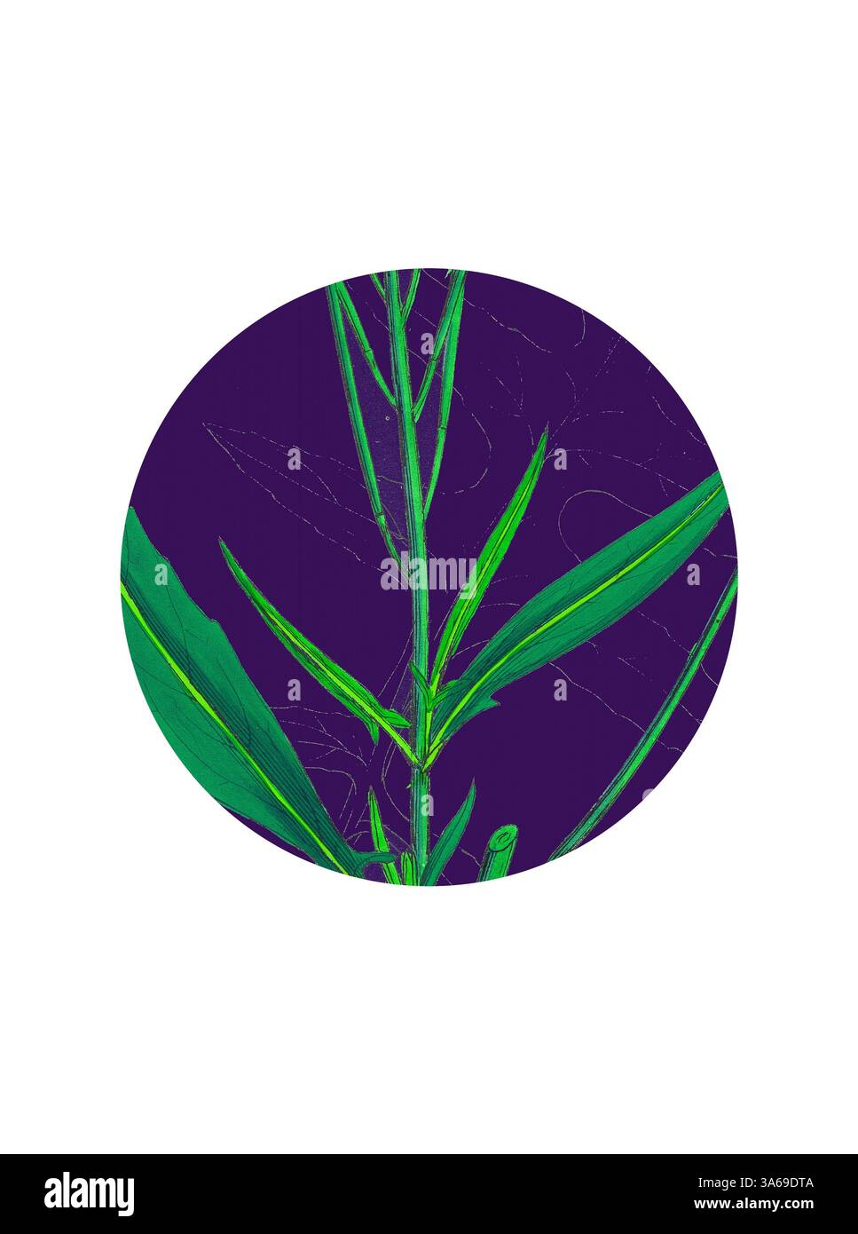 A vibrant green plant with elongated leaves and delicate stems stands out against a deep purple background, highlighting its natural beauty and intricate details. Classic art with a modern twist reimagined by Artotop, Transformed Sisymbrium Irio, London Rocket Stock Photo