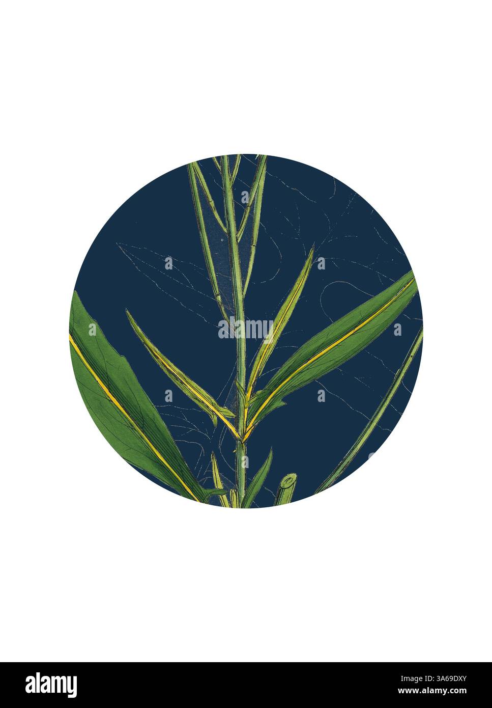 A circular composition featuring a vibrant green plant with elongated leaves and thin stems, set against a deep blue background, highlighting the intricate details of its natural form. Classic art with a modern twist reimagined by Artotop, Transformed Sisymbrium Irio, London Rocket Stock Photo