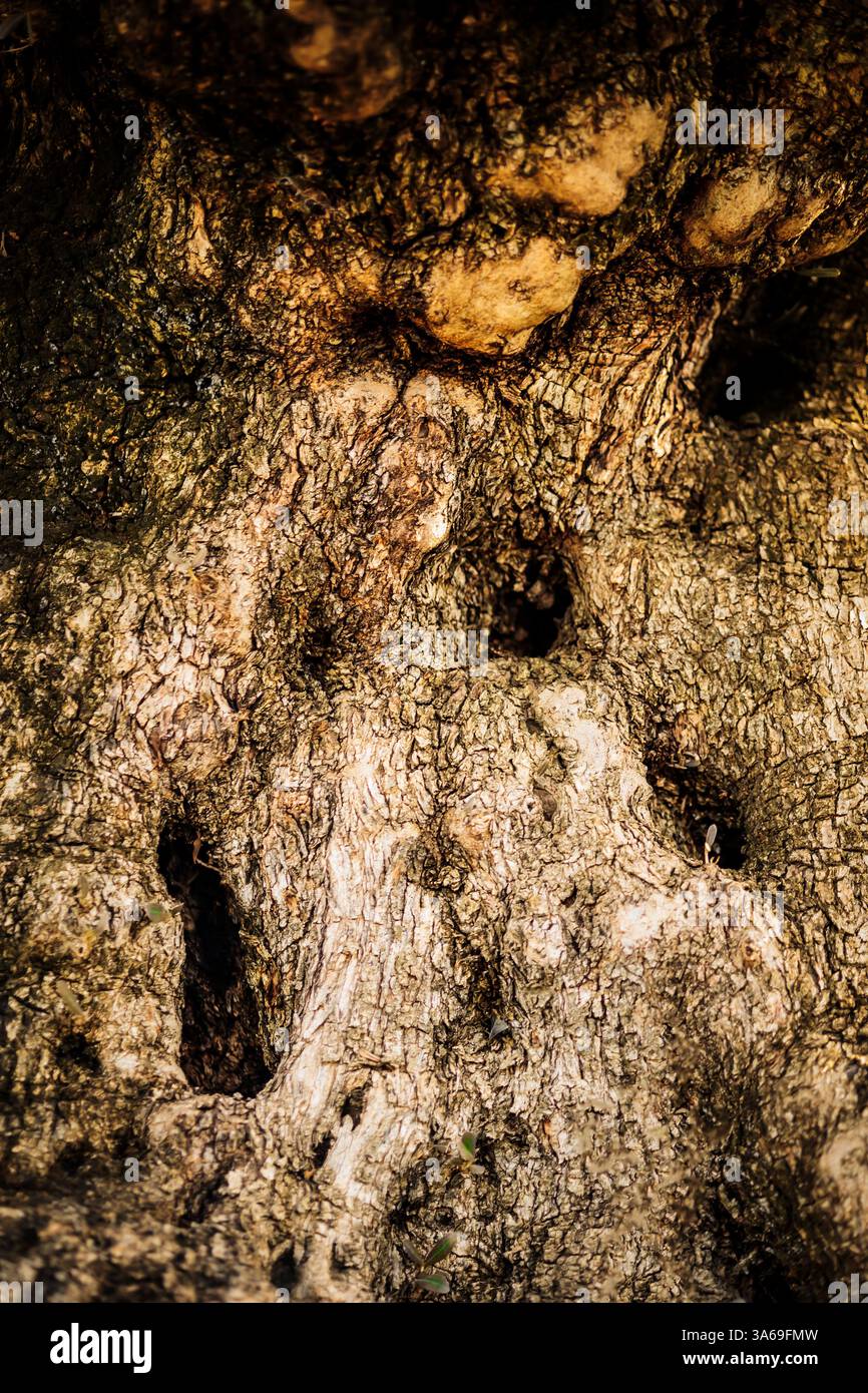 Close-up of an olive tree bark with deep cracks and knots. The rough, weathered surface forms an organic and abstract pattern, perfect for nature back Stock Photo