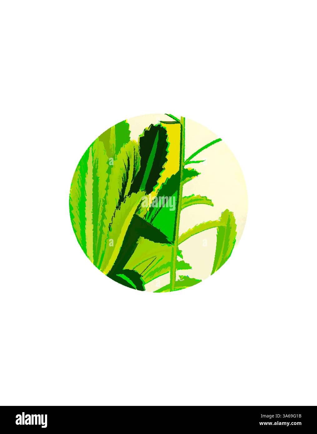 A vibrant depiction of lush green leaves, featuring various textures and shades, arranged within a circular frame that emphasizes their natural beauty. Classic art with a modern twist reimagined by Artotop, Transformed Saxifraga Andrewsii Andrew's London-Pride Stock Photo