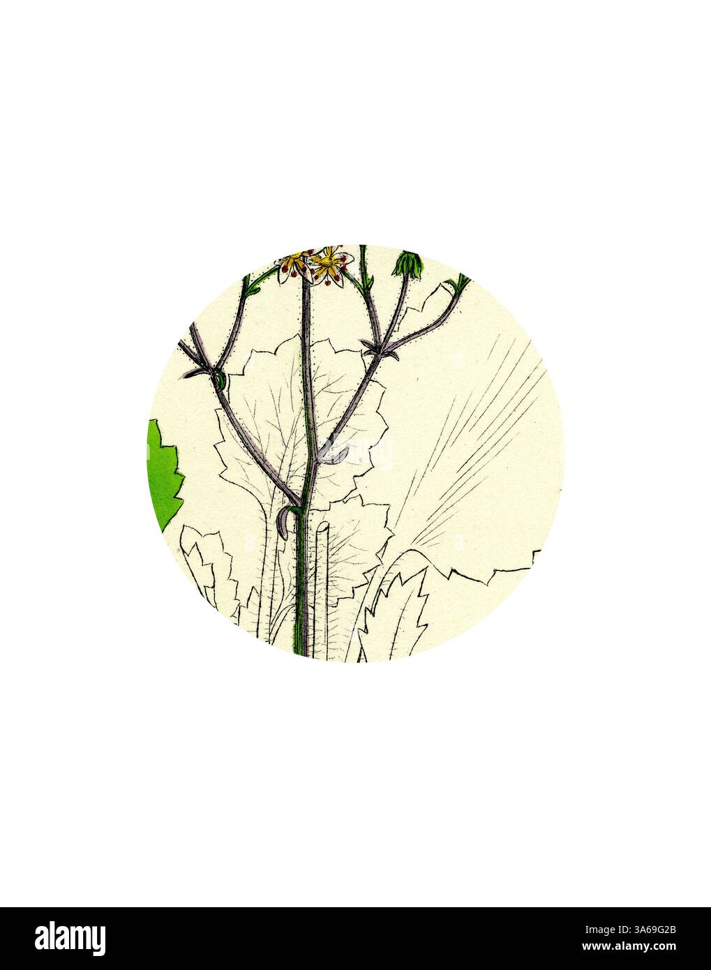 A delicate botanical illustration featuring a slender stem with leaves and small flowers, showcasing intricate details and a blend of natural elements. Classic art with a modern twist reimagined by Artotop, Transformed Saxifraga Hirsute Hairy London-Pride Stock Photo