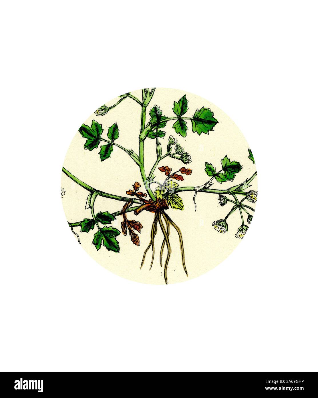 A detailed botanical illustration showcasing the intricate structure of ...