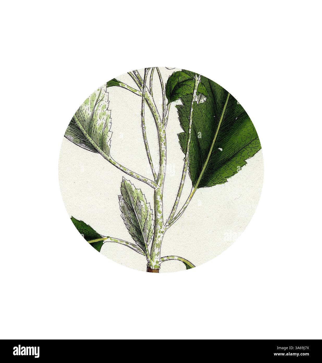 Slender stems interwoven hi-res stock photography and images - Alamy
