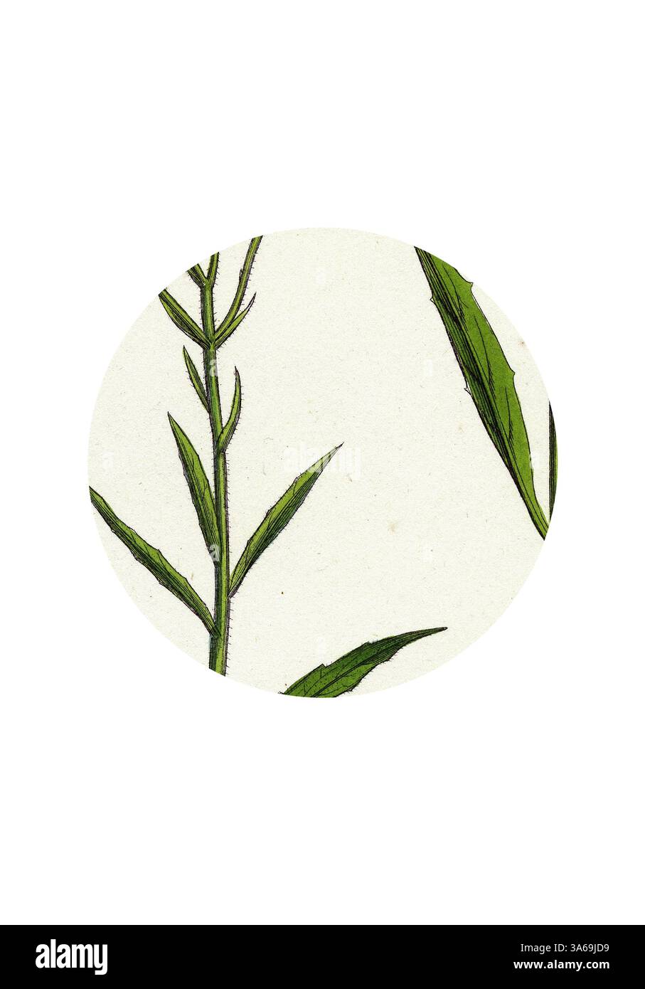 An elegant illustration of slender green plant stems, showcasing intricate details of leaves against a textured background. Classic art with a modern twist reimagined by Artotop, Transformed Hieracium Umbellatum Narrow-Leaved Hawkweed Stock Photo