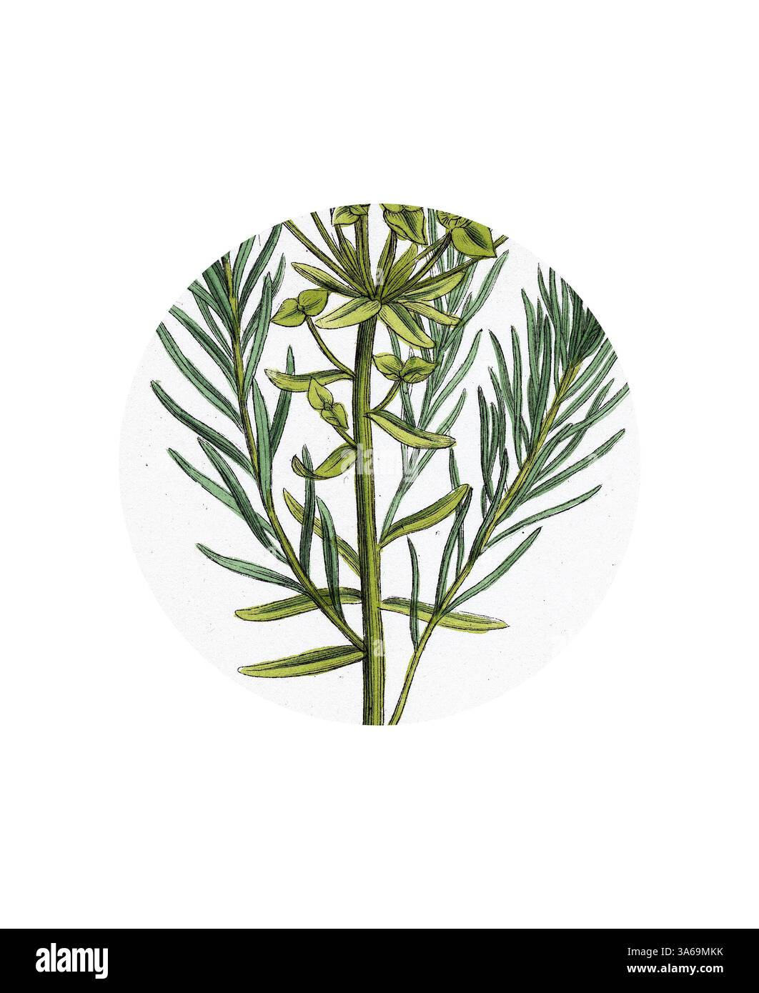 Botanical illustration euphorbia hi-res stock photography Botanical illustration euphorbia hi-res stock photography