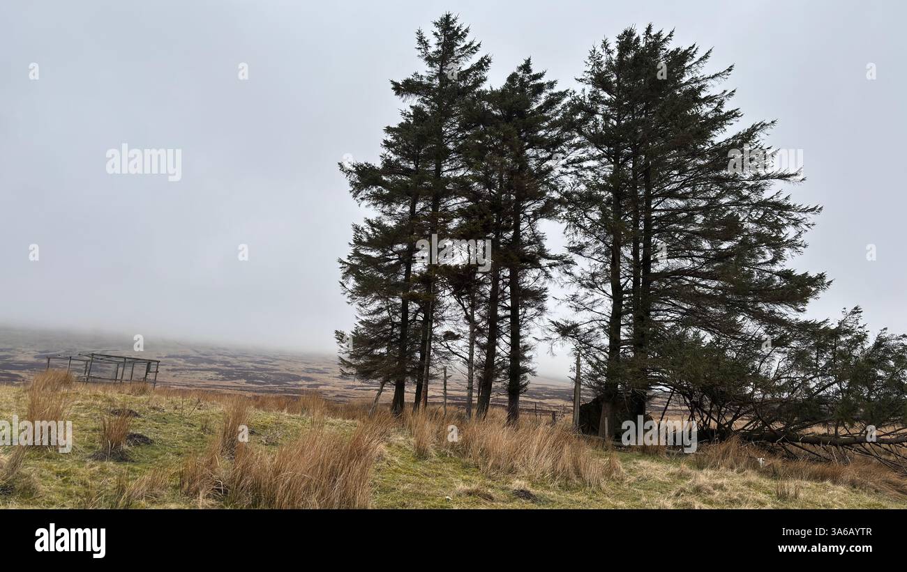 Windswept Scottish moorland and hills. Perthshire mountain range. Cnoc Beithe hill. Grassland, sheep and flowing water. Highland stream river burn wil - Smartphone Captured Stock Image