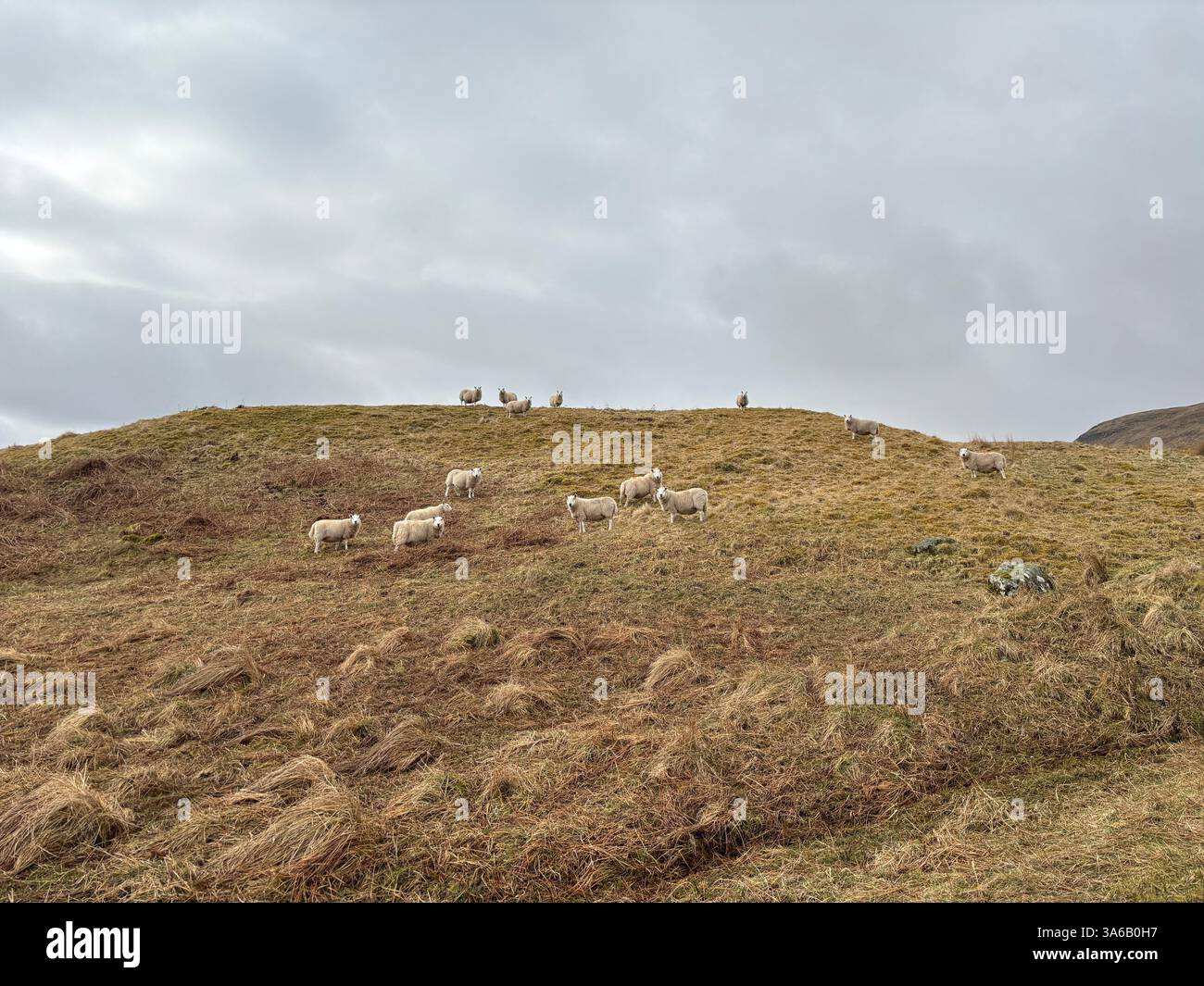 Windswept Scottish moorland and hills. Perthshire mountain range. Cnoc Beithe hill. Grassland, sheep and flowing water. Highland stream river burn wil - Smartphone Captured Stock Image
