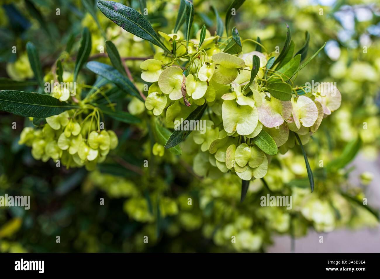 Dodonaea viscosa, also known as broadleaf hop, is a species of ...