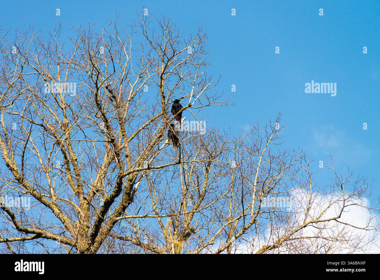 Two carrion crows (Corvus corone) perched high in a tree Stock Photo