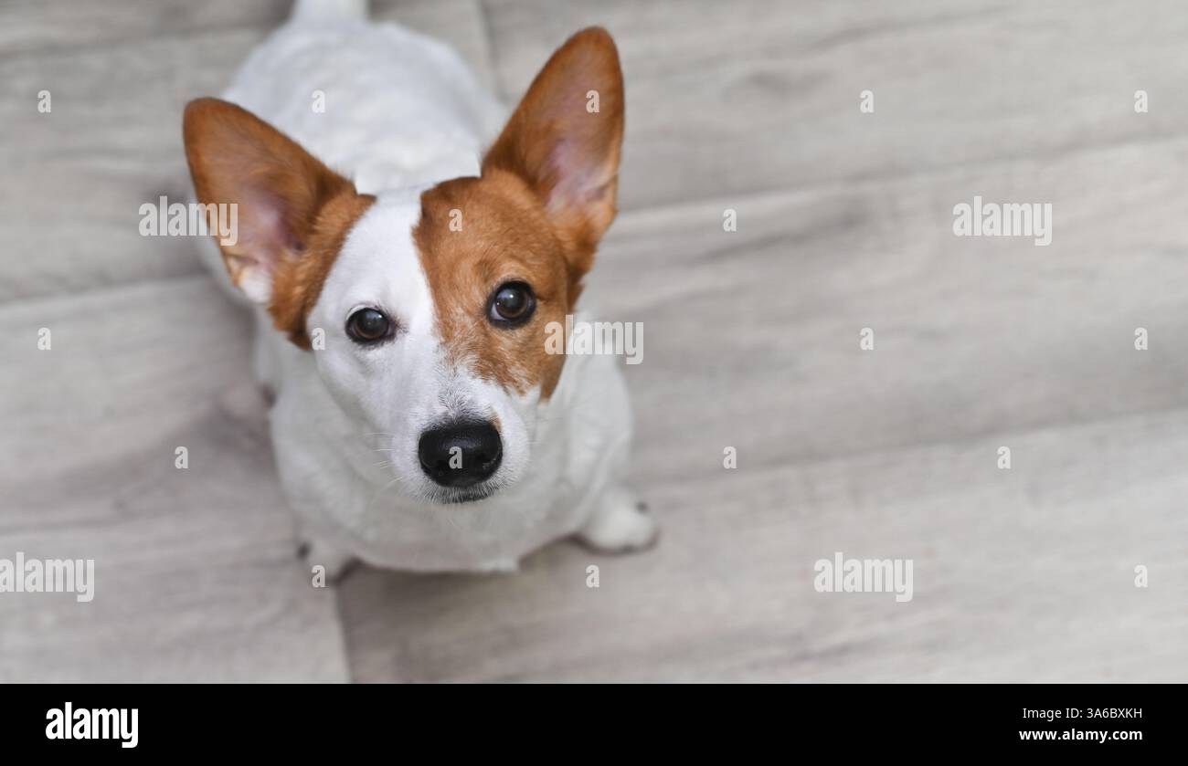 Jack Russell dog looks up at its owner Stock Photo