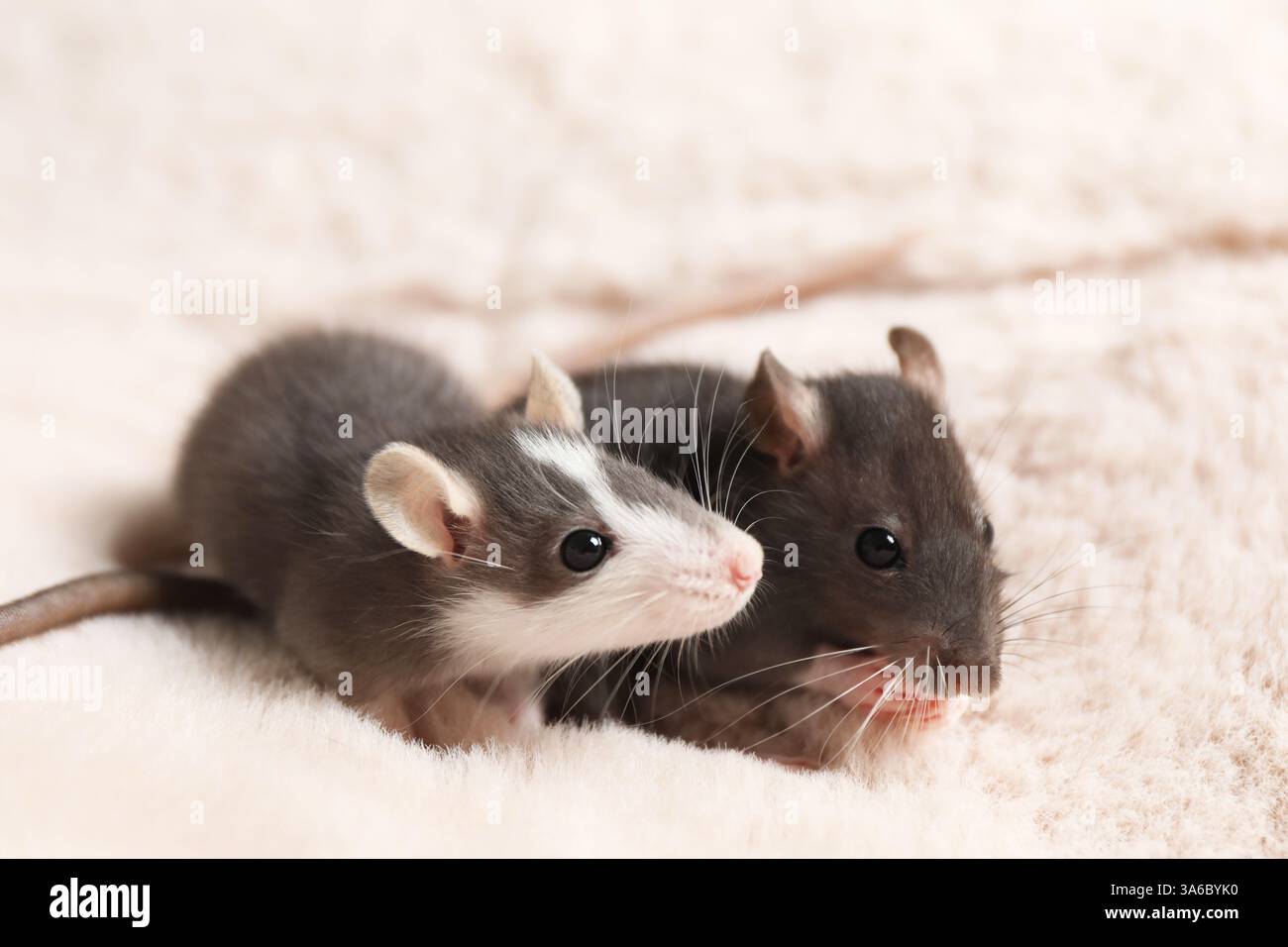 Two adorable little rats on faux fur Stock Photo - Alamy