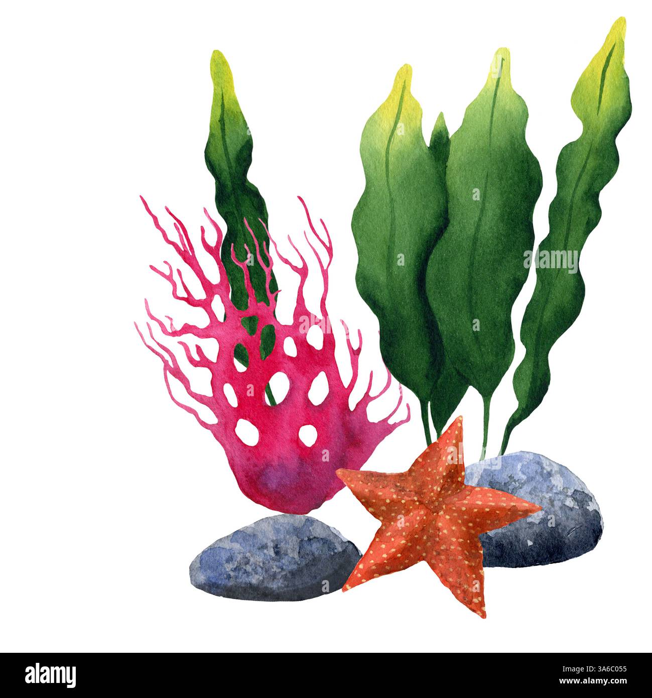 Starfish with stones and seaweed. Hand drawn watercolor illustration ...