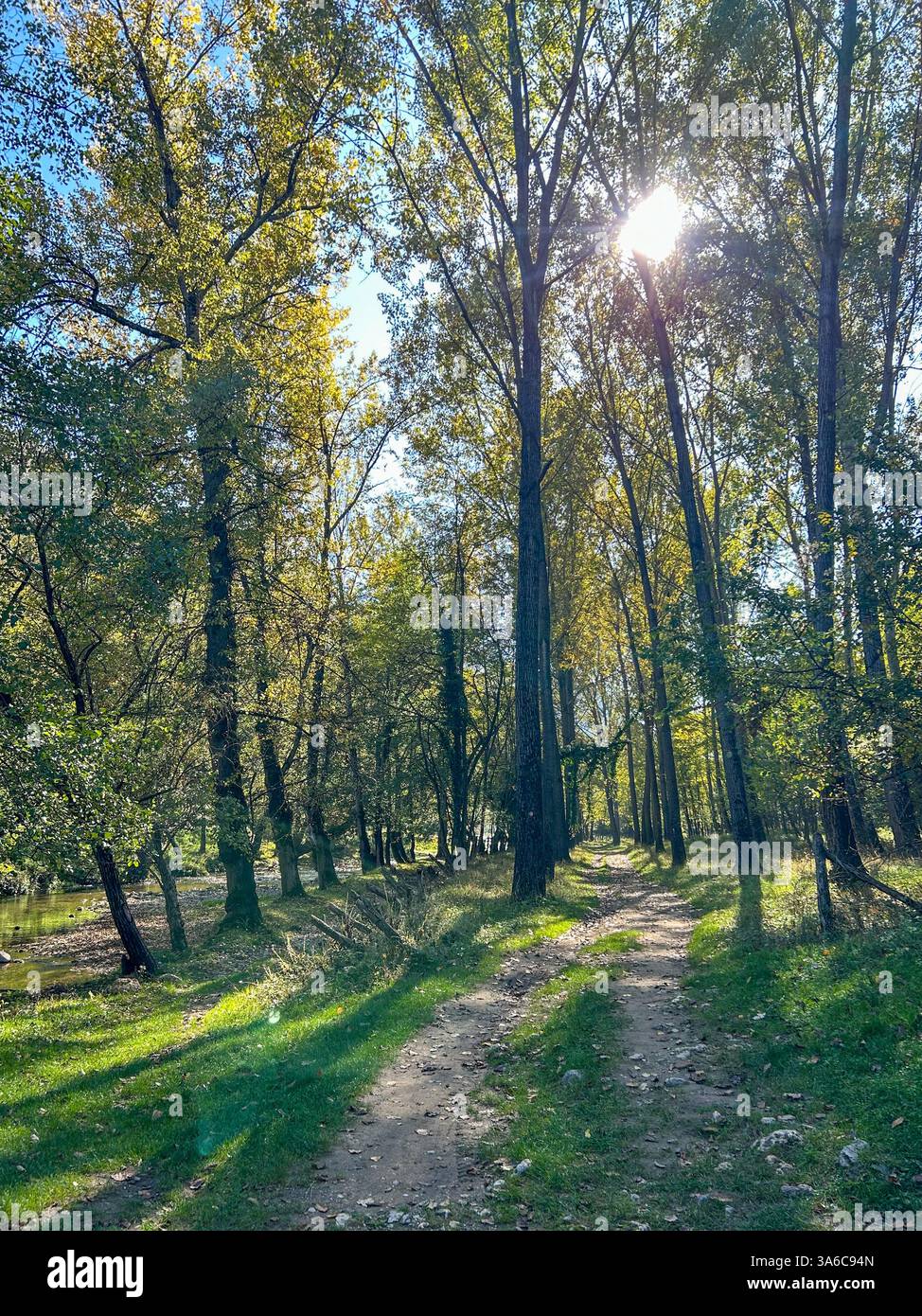 A serene forest path bathed in warm early autumn light, with golden leaves on the ground and sunrays gently piercing through the tall trees. - Smartphone Captured Stock Image