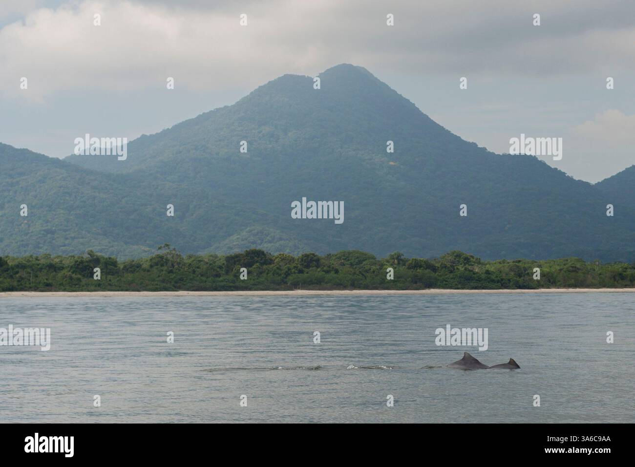Jan 13, 2015 - Cananeia, Sao Paulo, Brazil - Dolphins are seen in Cananeia Bay, south coast of SÃ£o Paulo. Behind Cardoso Island. (Credit Image: © Alexandre Moreira/ZUMAPRESS.com) Stock Photo