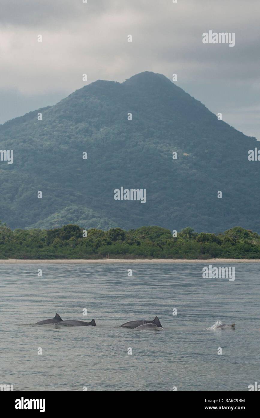 Jan 13, 2015 - Cananeia, Sao Paulo, Brazil - Dolphins are seen in Cananeia Bay, south coast of SÃ£o Paulo. Behind Cardoso Island. (Credit Image: © Alexandre Moreira/ZUMAPRESS.com) Stock Photo
