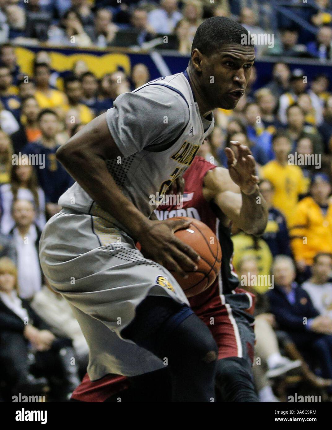 Jan 14 2015 - Berkeley U.S. CA - California G # 24 Jordan Mathews in the paint during NCAA Men's Basketball game between Stanford Cardinal and California Golden Bears 59-69 lost at Hass Pavilion Berkeley Calif.(Credit Image: © Thurman James/Cal Sport Media/ZUMAPRESS.com) Stock Photo