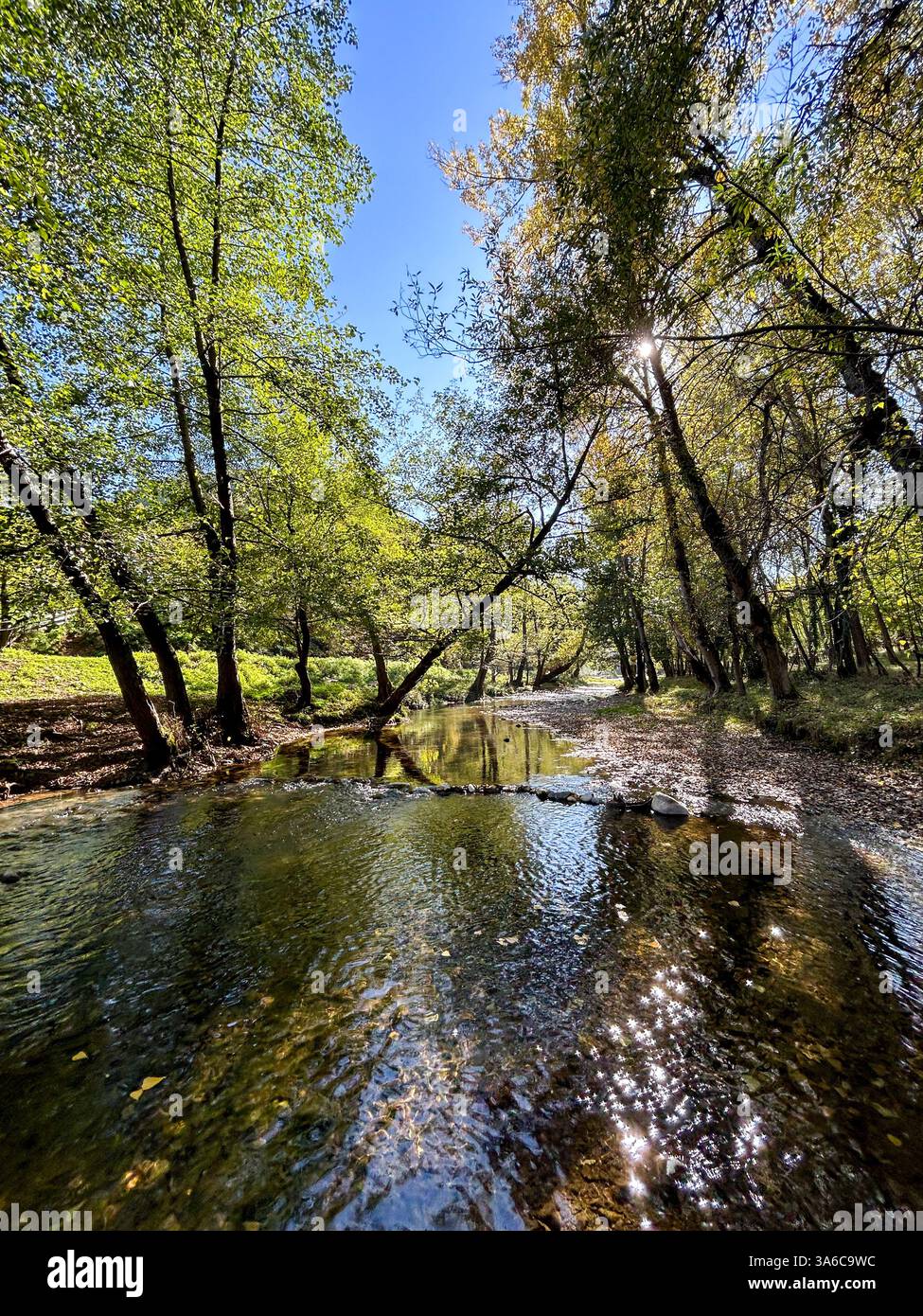 The Gradac River flows gently through a forest touched by early autumn, with golden leaves beginning to color the peaceful landscape. - Smartphone Captured Stock Image