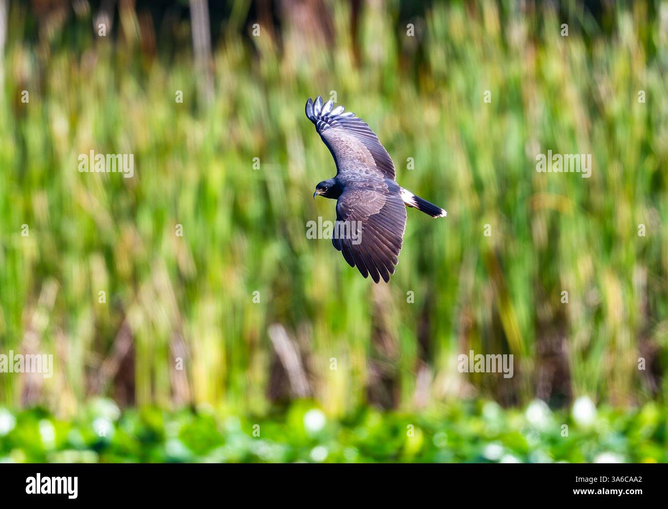 A Snail Kite (Rostrhamus sociabilis) flying over marsh. Cuba. Stock Photo