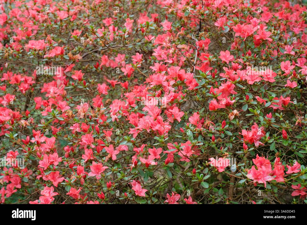 Flowering Azalea in Spring Stock Photo