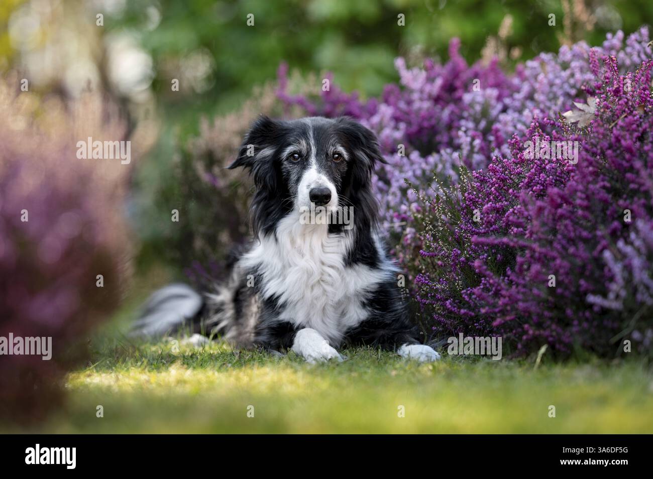 Border Collie Stock Photo