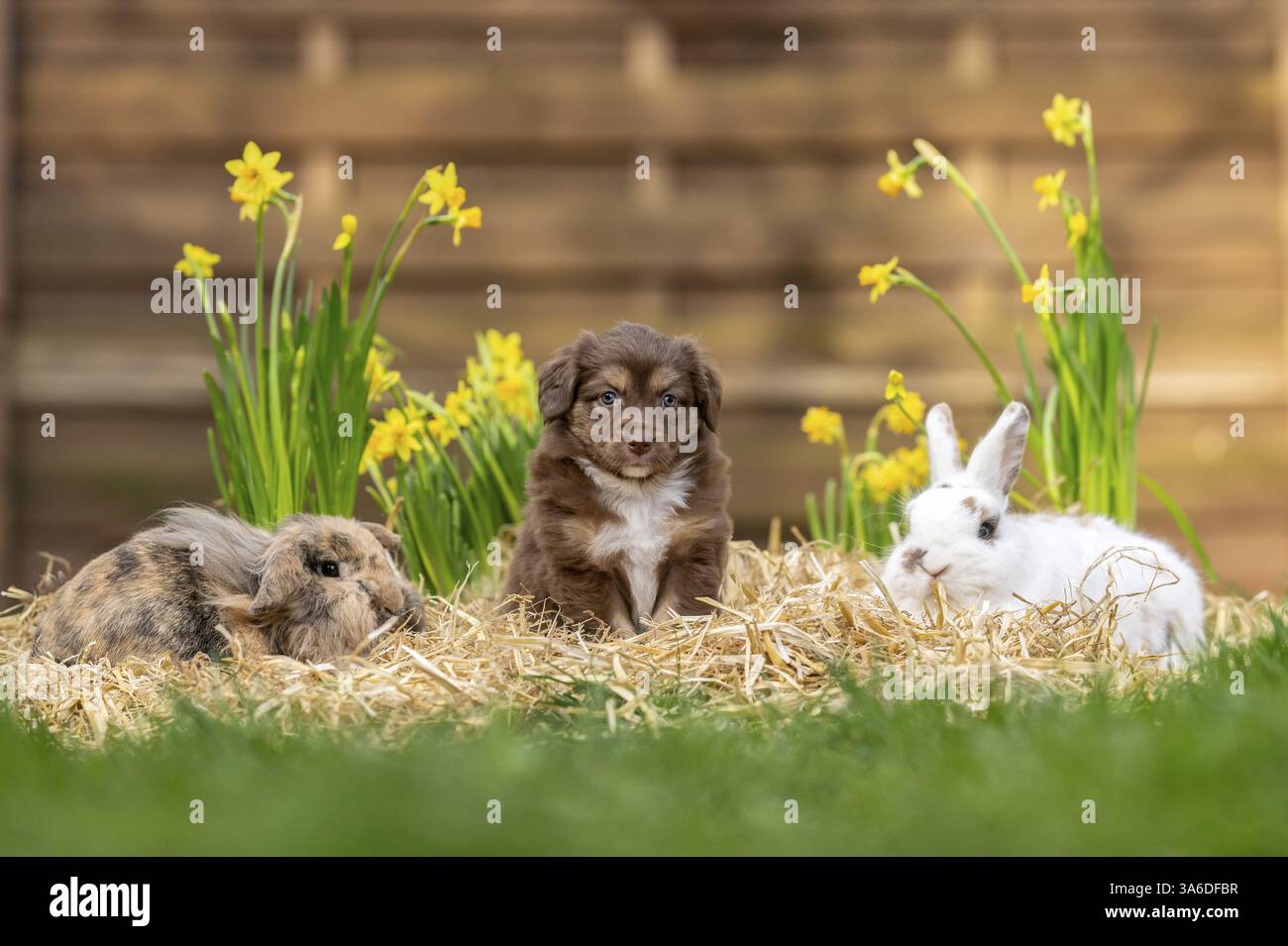 animal friends Stock Photo