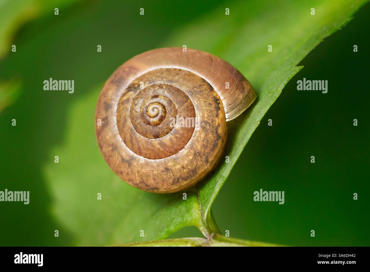 Brown snail shell in close-up on a green leaf Stock Photo